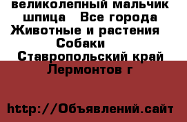 великолепный мальчик шпица - Все города Животные и растения » Собаки   . Ставропольский край,Лермонтов г.